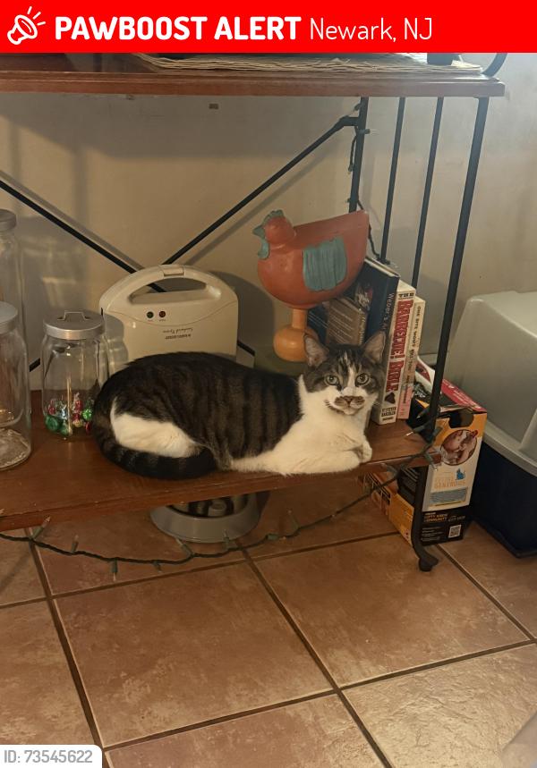 Lost Male Cat last seen Near somme st newark nj, Newark, NJ 07105