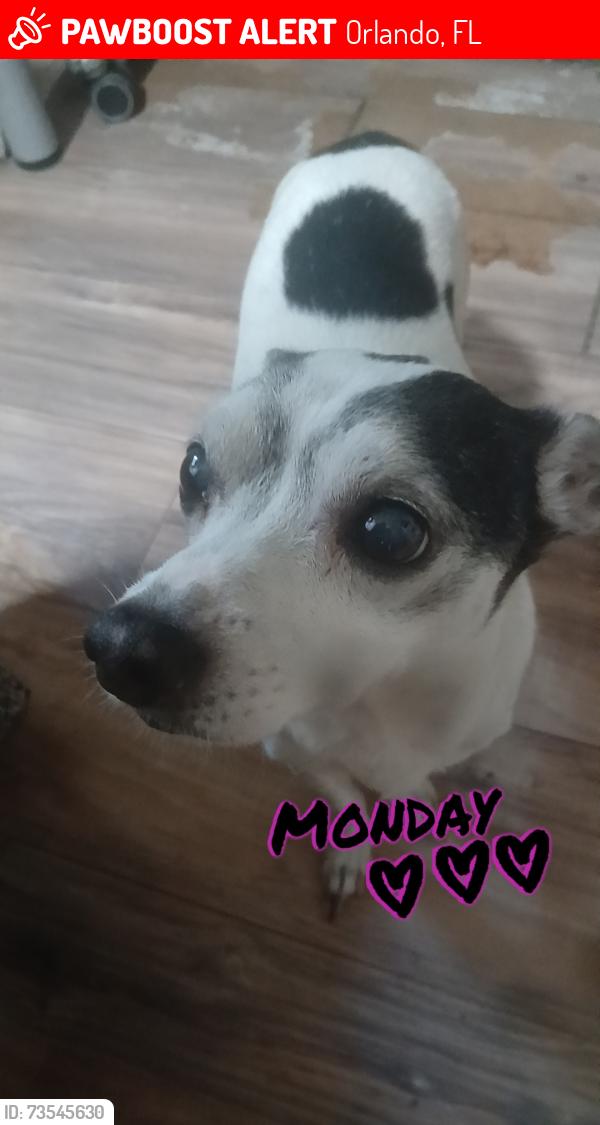 Lost Male Dog last seen Across the street from dollar general plaza, Orlando, FL 32808