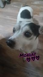 Lost Male Dog last seen Across the street from dollar general plaza, Orlando, FL 32808