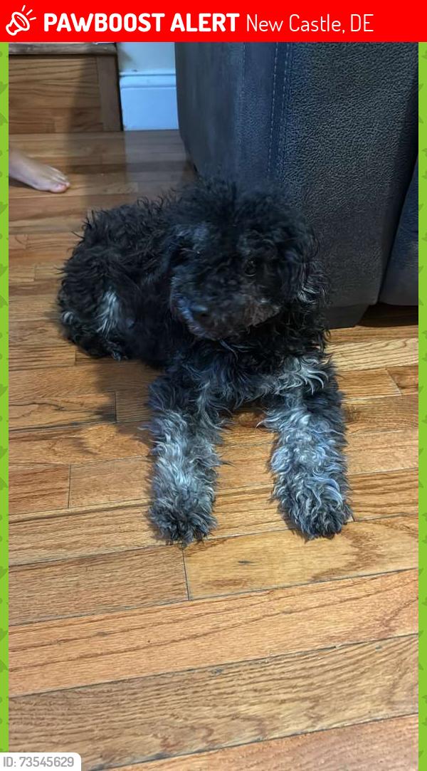 Lost Female Dog last seen New castle minquedale, New Castle, DE 19720