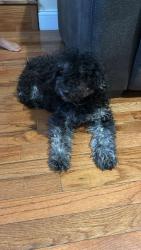 Lost Female Dog last seen New castle minquedale, New Castle, DE 19720