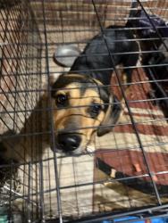 Found/Stray Male Dog last seen Biscoe park, Biscoe, NC 27209