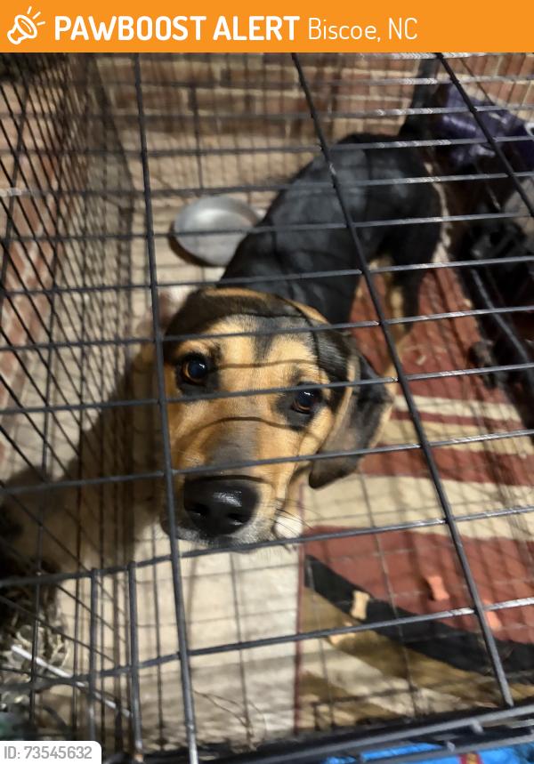Found/Stray Male Dog last seen Biscoe park, Biscoe, NC 27209