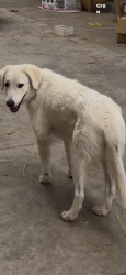 Reunited Female Dog last seen Lionel Rd and Kirn Ct, Mims, FL 32754