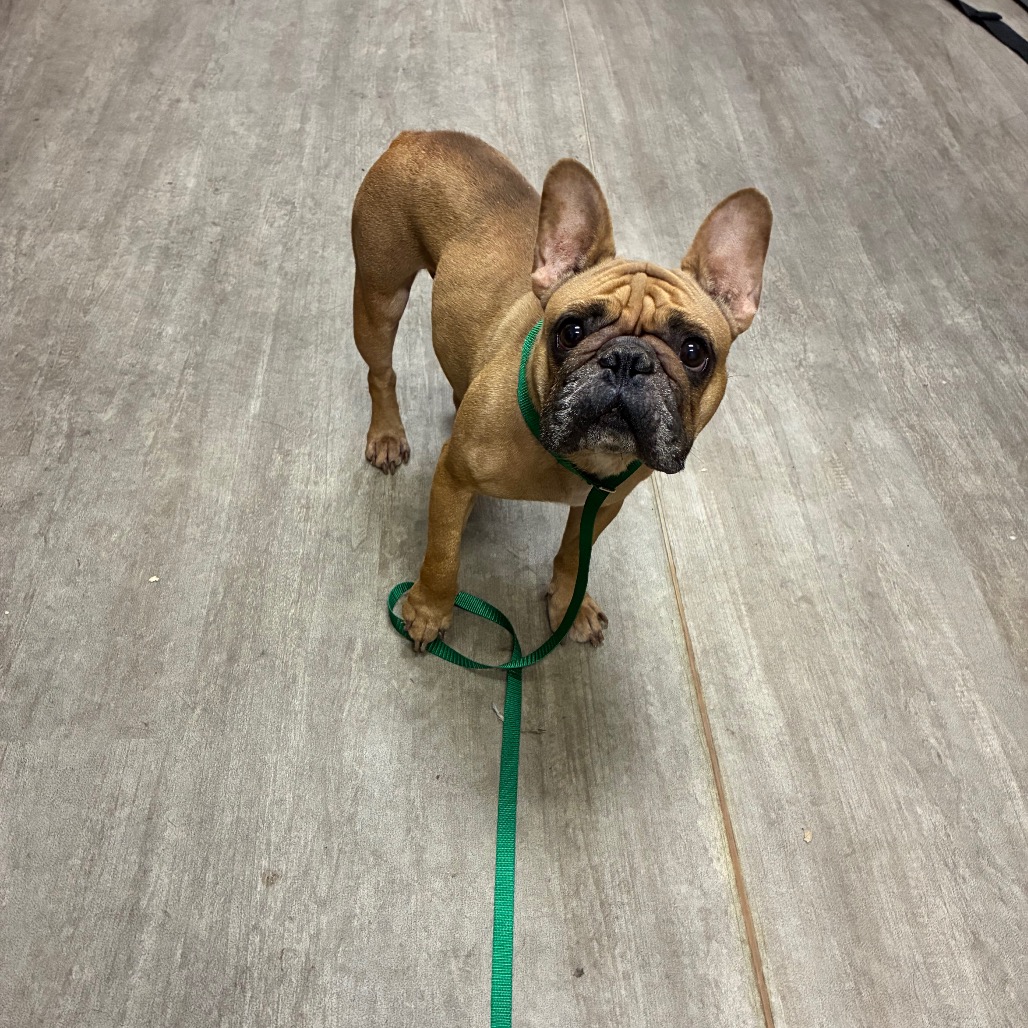 Shelter Stray Female Dog last seen , 361 S Raymond Ave, Pasadena, CA 91105, USA