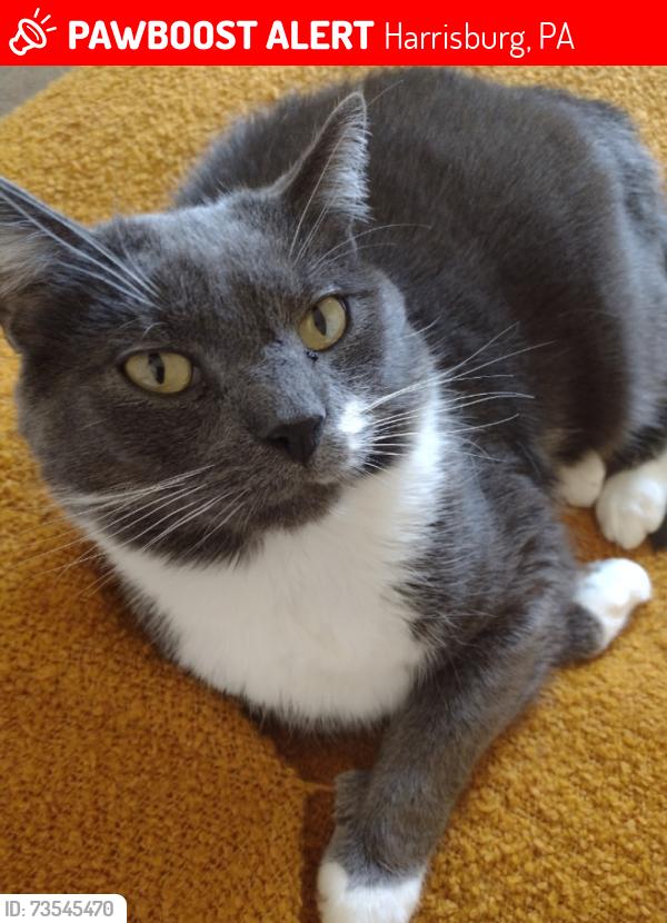 Lost Male Cat last seen Reserve at Manada Hill Rt. 39 & Capital Drive, Harrisburg, PA 17112