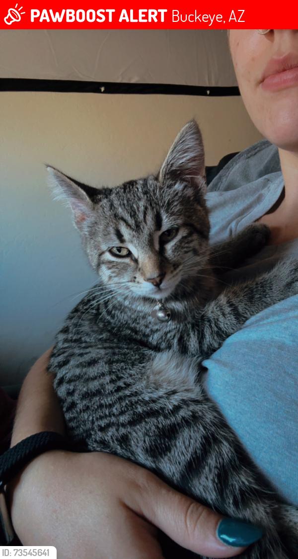 Lost Female Cat last seen Johnson rd and white tanks, Buckeye, AZ 85396