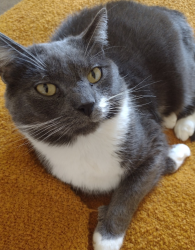 Lost Male Cat last seen Reserve at Manada Hill Rt. 39 & Capital Drive, Harrisburg, PA 17112
