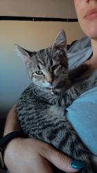 Lost Female Cat last seen Johnson rd and white tanks, Buckeye, AZ 85396