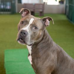 Shelter Stray Male Dog last seen , 361 S Raymond Ave, Pasadena, CA 91105, USA