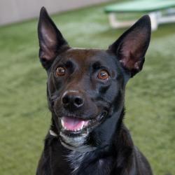 Shelter Stray Female Dog last seen , 361 S Raymond Ave, Pasadena, CA 91105, USA