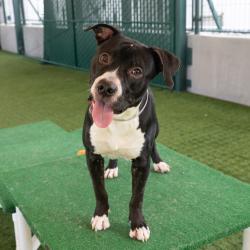 Shelter Stray Male Dog last seen , 361 S Raymond Ave, Pasadena, CA 91105, USA