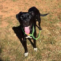 Shelter Stray Female Dog last seen , 328 Furman Hall Rd, Greenville, SC 29609, USA