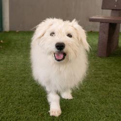 Shelter Stray Male Dog last seen , 361 S Raymond Ave, Pasadena, CA 91105, USA