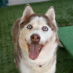 Shelter Stray Male Dog last seen , 361 S Raymond Ave, Pasadena, CA 91105, USA