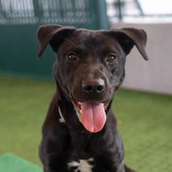 Shelter Stray Female Dog last seen , 361 S Raymond Ave, Pasadena, CA 91105, USA