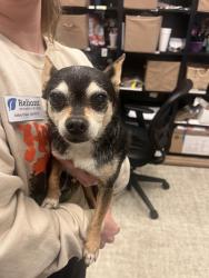 Found/Stray Male Dog last seen Baptist village communities, Oklahoma City, OK 73162