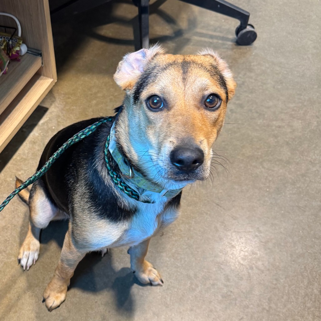 Shelter Stray Female Dog last seen , 21800 Central Ave, Matteson, IL 60443, USA
