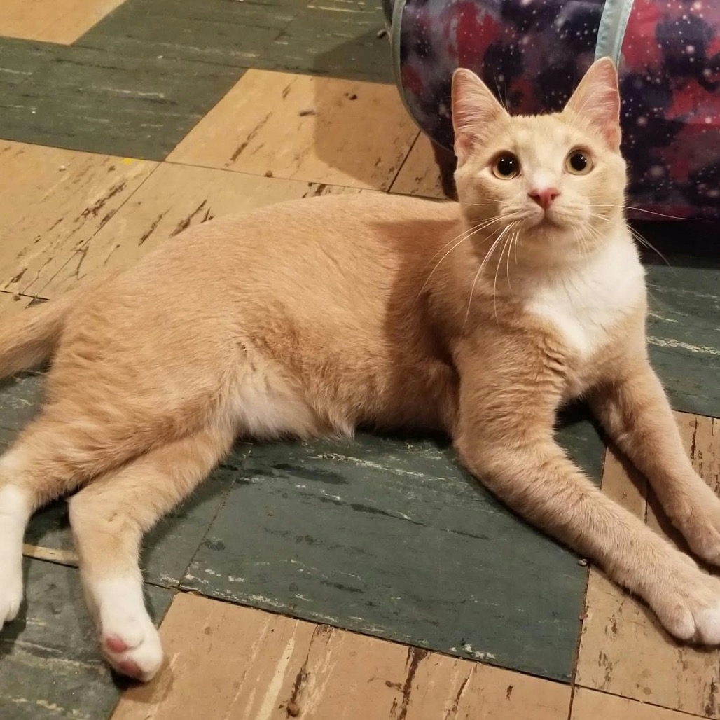 Shelter Stray Male Cat last seen , Animal Care & Control Team of Philly, 111 W Hunting Park Ave, Philadelphia, PA 19140, USA
