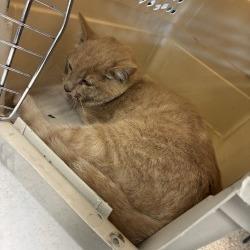 Shelter Stray Female Cat last seen , 800 Southwest Dr, Cheyenne, WY 82007, USA