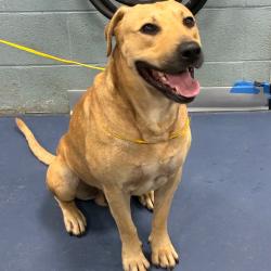 Shelter Stray Male Dog last seen , 980 Guilford College Rd, Greensboro, NC 27409, USA