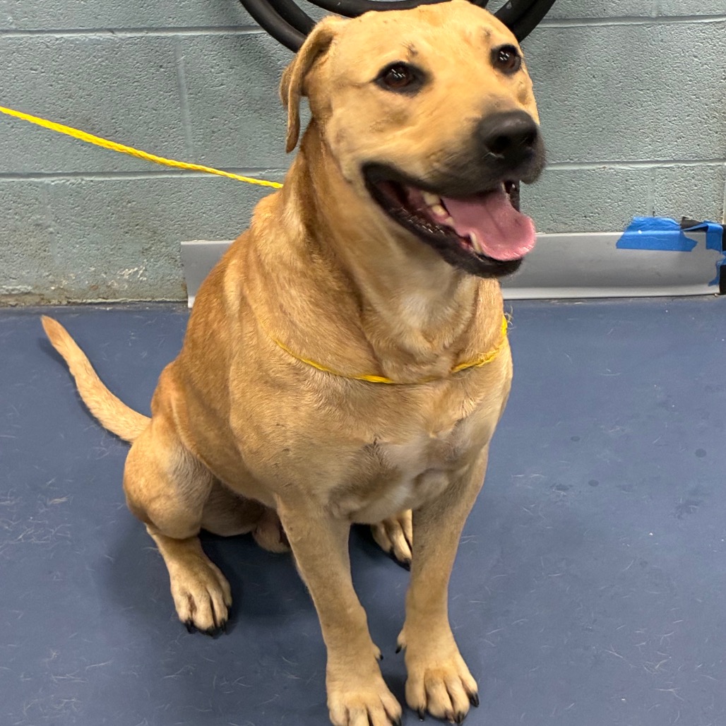 Shelter Stray Male Dog last seen , 980 Guilford College Rd, Greensboro, NC 27409, USA