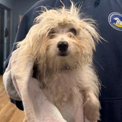 Shelter Stray Male Dog last seen , 124 Evergreen Ave, Newark, NJ 07114, USA