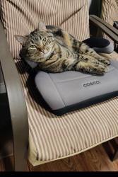 Reunited Female Cat last seen Near tower St Dieppe, Dieppe, NB E1A 2G5