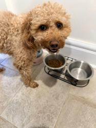 Reunited Female Dog last seen Kerns, Burlington, ON 