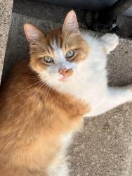 Reunited Male Cat last seen Howell and Dardenne, Saint Charles, MO 63301