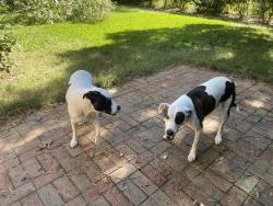 Reunited Female Dog last seen Millbrook and Sweetbriar, Raleigh, NC 27609