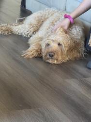 Found/Stray Male Dog last seen Mojave Dr., Victorville, CA 92307