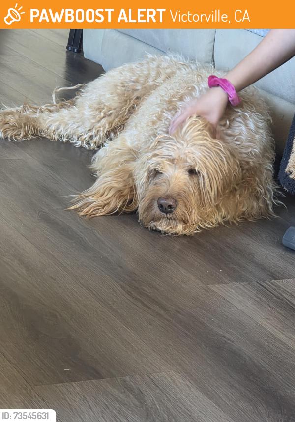 Found/Stray Male Dog last seen Mojave Dr., Victorville, CA 92307