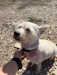 Found/Stray Female Dog last seen Bertha’s Bakery, Waco, TX 76707