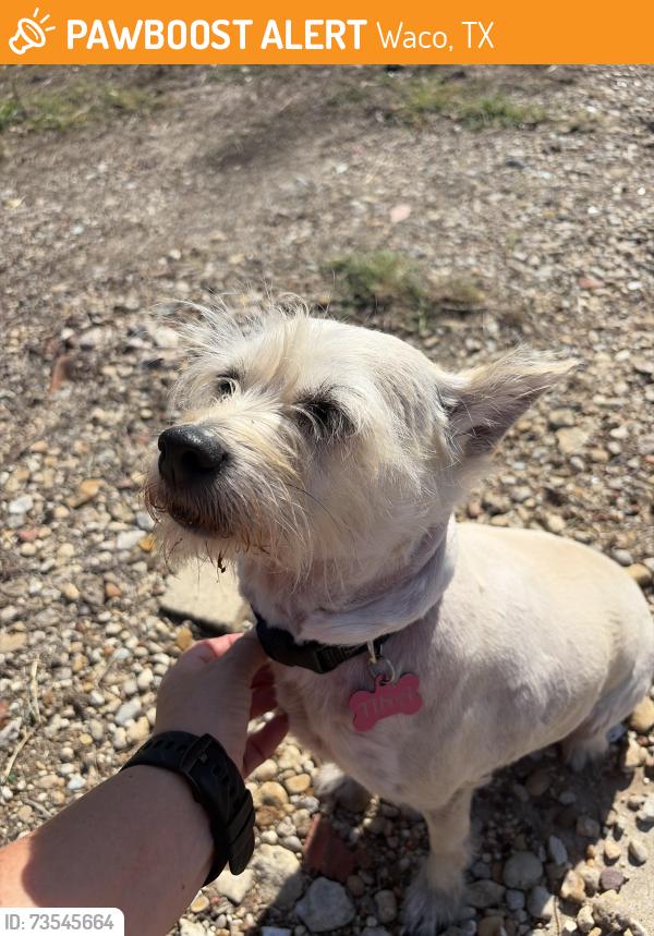 Found/Stray Female Dog last seen Bertha’s Bakery, Waco, TX 76707