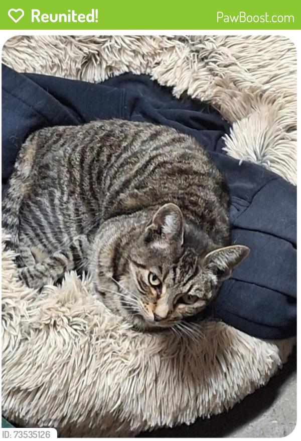 Reunited Female Cat last seen Oakland Coliseum, Oakland, CA 94612