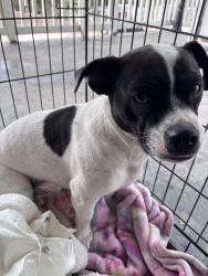 Found/Stray Female Dog last seen Tierney drive Perris, Perris, CA 92570