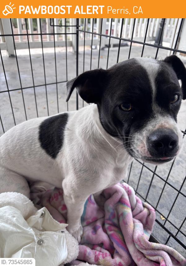 Found/Stray Female Dog last seen Tierney drive Perris, Perris, CA 92570