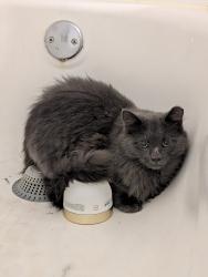Found/Stray Unknown Cat last seen Shawford way and toastmaster, Elgin, IL 60120