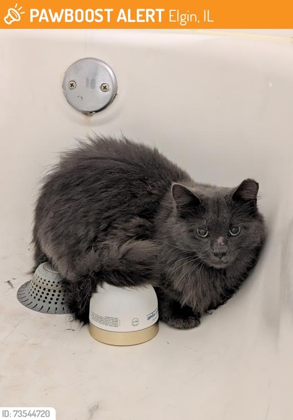 Found/Stray Unknown Cat last seen Shawford way and toastmaster, Elgin, IL 60120
