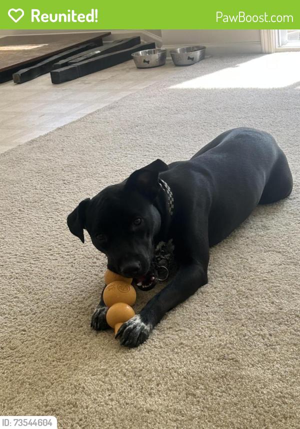 Reunited Male Dog last seen Raeford rd and cliffdale, Fayetteville, NC 28314