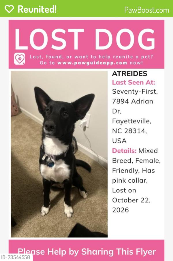 Reunited Female Dog last seen Raeford and cliffdale, Fayetteville, NC 28314
