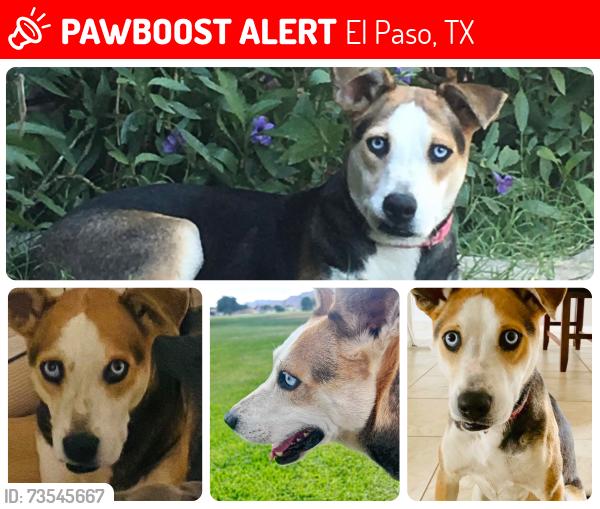Lost Female Dog last seen Yvette/Rushing, El Paso, TX 79924