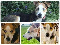 Lost Female Dog last seen Yvette/Rushing, El Paso, TX 79924