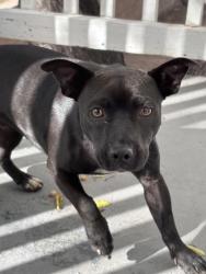 Found/Stray Male Dog last seen Tierney st Perris, Perris, CA 92570