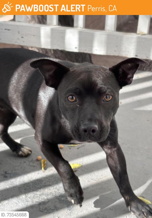 Found/Stray Male Dog last seen Tierney st Perris, Perris, CA 92570