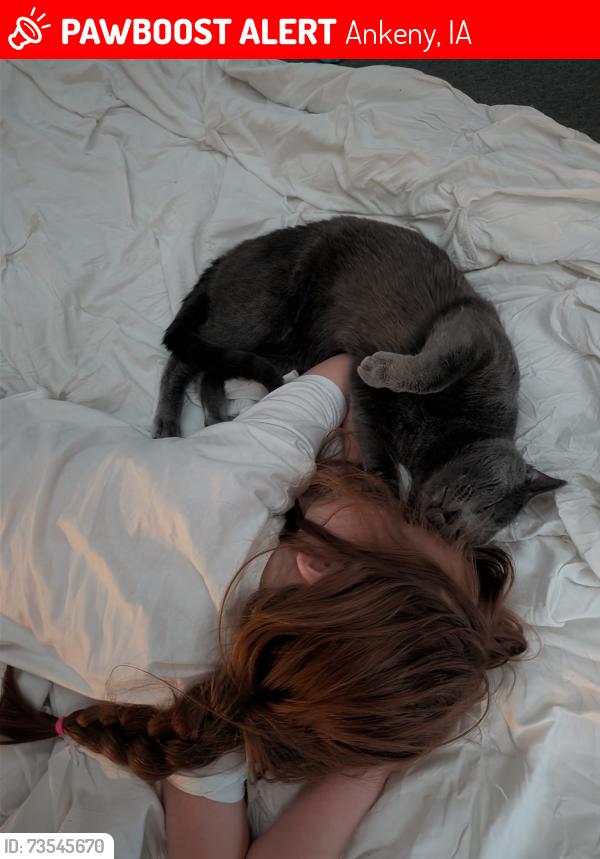Lost Male Cat last seen 2nd street, Ankeny, IA 50023
