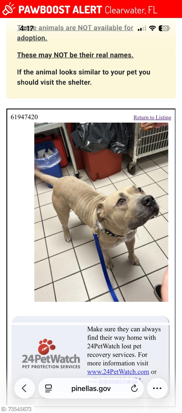 Lost Male Dog last seen Ft Harrison Clearwater, Clearwater, FL 33755