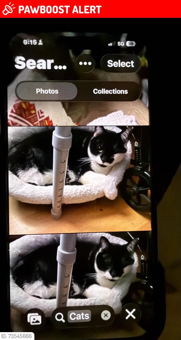 Lost Male Cat last seen Near and dewdney trunk road, Maple Ridge, BC V2X 3G1