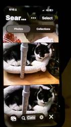 Lost Male Cat last seen Near and dewdney trunk road, Maple Ridge, BC V2X 3G1